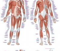 Anatomical charts