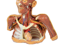 3D Anatomy Series