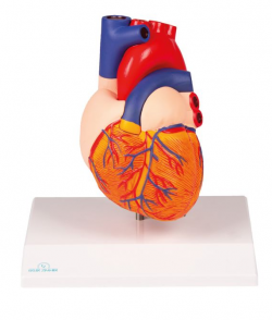 Anatomical Models