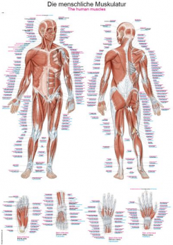 Anatomical charts