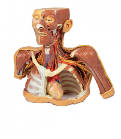 3D Anatomy Series